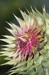 Nodding plumeless thistle